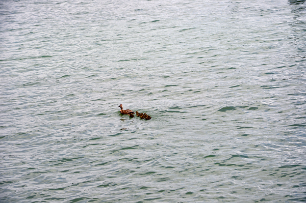 ducks